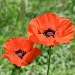 Brilliant Oriental Poppy 7 Brilliant Oriental Poppy -BloomNest Shop papaver orientale brilliant oriental poppy