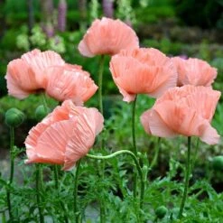 Princess Louise Oriental Poppy -BloomNest Shop papaver orientale princess louise oriental poppy 2