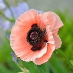 Princess Louise Oriental Poppy -BloomNest Shop papaver orientale princess louise oriental poppy 3.jpg.crdownload