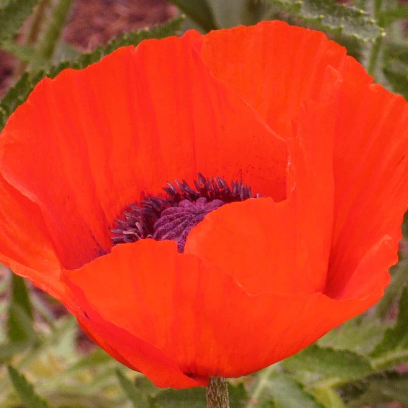 Brilliant Oriental Poppy 3 Brilliant Oriental Poppy