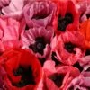 Fruit Punch Oriental Poppy 2 Fruit Punch Oriental Poppy -BloomNest Shop papaver fruit punch oriental poppy 1