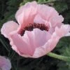 Coral Reef Oriental Poppy 2 Coral Reef Oriental Poppy -BloomNest Shop papaver orientale coral reef