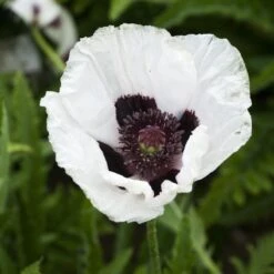 Royal Wedding Oriental Poppy 7 Royal Wedding Oriental Poppy -BloomNest Shop papaver royal wedding walters gardens cropped