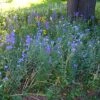 Partial Shade Wildflower Seed Mix -BloomNest Shop partialshademix 2