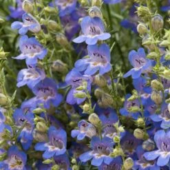Blue Lips Penstemon -BloomNest Shop penstemon blue lips beardtongue