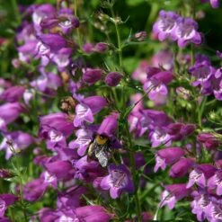 Pike's Peak Purple® Penstemon -BloomNest Shop penstemon mexicali pikes peak flowers pollinator