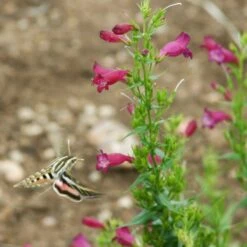 Red Rocks® Penstemon -BloomNest Shop penstemon mexicali red rocks garnet w sphinx pat hayward plant select cropped