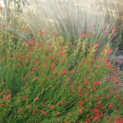 Pineleaf Penstemon 8 Pineleaf Penstemon -BloomNest Shop penstemon pinifolious with nassella cropped