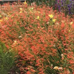 Luminous Pineleaf Penstemon -BloomNest Shop penstemon pinifolius luminous