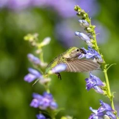 Rocky Mountain Penstemon -BloomNest Shop penstemon strictus 3