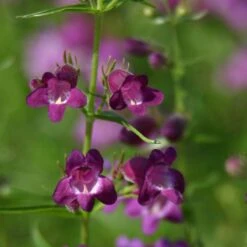 Pike's Peak Purple® Penstemon -BloomNest Shop penstemon x mexicali pikes peak purple pathayward plant select cropped