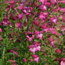Red Rocks® Penstemon -BloomNest Shop penstemon x mexicali red rocks 21 plant select 1