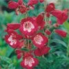 Rubycunda Penstemon -BloomNest Shop penstemon barbatus rubycunda 75802 web