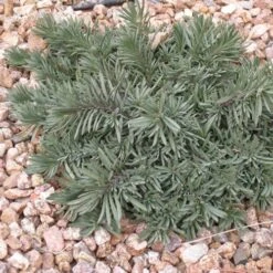 Blue Lips Penstemon -BloomNest Shop penstemon blue lips 78798 3 web