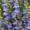 Blue Lips Penstemon 2 Blue Lips Penstemon -BloomNest Shop penstemon blue lips 78798 4 web