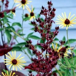 Dark Towers Penstemon -BloomNest Shop penstemon dark towers 3b