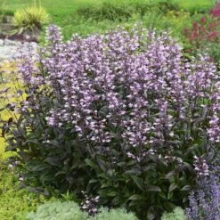 Dark Towers Penstemon -BloomNest Shop penstemon dark towers walters gardens cropped
