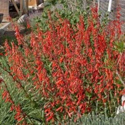 Firecracker Penstemon Richfield Strain -BloomNest Shop penstemon eatonii richfield ut in flwrcc cropped