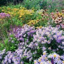 High Country Meadow Native Wildflower Seed Mix -BloomNest Shop perennial garden hcg native mix