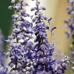 Lacey Blue Russian Sage -BloomNest Shop perovskia atriplicifolia lacy blue 76615 1 web