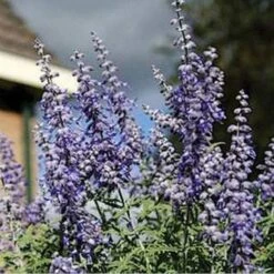 Lacey Blue Russian Sage -BloomNest Shop perovskia atriplicifolia lacy blue 76615 2 web