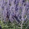 Lacey Blue Russian Sage -BloomNest Shop perovskia atriplicifolia lacy blue 76615 3 web