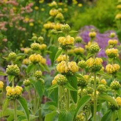 Hardy Jerusalem Sage (Phlomis) -BloomNest Shop phlomis russeliana lampwick plant jerusalum sage 2
