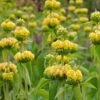 Hardy Jerusalem Sage (Phlomis) -BloomNest Shop phlomis russeliana lampwick plant jerusalum sage 3