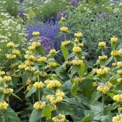 Hardy Jerusalem Sage (Phlomis) -BloomNest Shop phlomis russeliana lampwick plant jerusalum sage 4