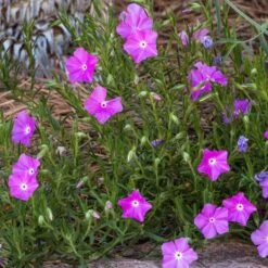 Perfect Pink Santa Fe Phlox -BloomNest Shop phlox nana perfect pink 1