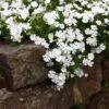 Snowflake Creeping Phlox -BloomNest Shop phlox subulata snowflake 1