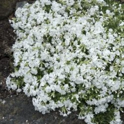 Snowflake Creeping Phlox -BloomNest Shop phlox subulata snowflake 3
