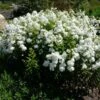 David Garden Phlox -BloomNest Shop phlox david 1 1 7