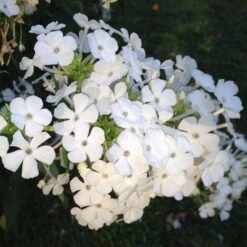 David Garden Phlox -BloomNest Shop phlox david 1 2