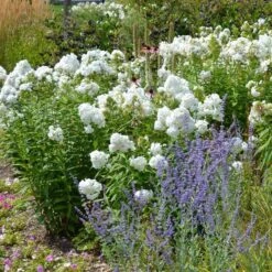 David Garden Phlox -BloomNest Shop phlox david and perovskia 2 1 1