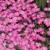 Perfect Pink Santa Fe Phlox 1 Perfect Pink Santa Fe Phlox -BloomNest Shop phlox nana perfect pink 77114 web 1 1