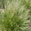 Pixie Fountain Tufted Hair Grass 2 Pixie Fountain Tufted Hair Grass -BloomNest Shop pixie fountain tufted hair grass