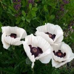 Royal Wedding Oriental Poppy 8 Royal Wedding Oriental Poppy -BloomNest Shop poppy royal wedding and baptisia twilight ablanton