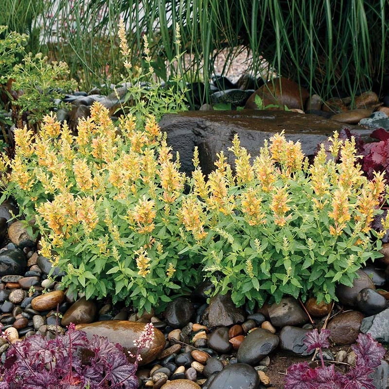 Poquito™ Butter Yellow Agastache 2 Poquito™ Butter Yellow Agastache
