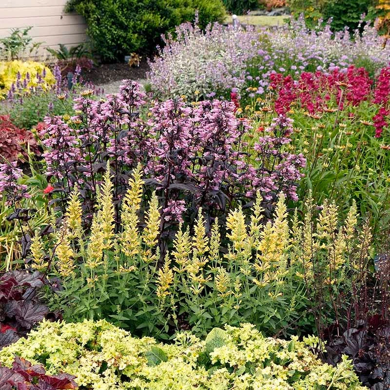 Poquito™ Butter Yellow Agastache 3 Poquito™ Butter Yellow Agastache - Image 2