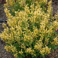 Poquito™ Butter Yellow Agastache 8 Poquito™ Butter Yellow Agastache -BloomNest Shop poquito butter yellow agastache 3