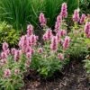 Poquito™ Lavender Agastache -BloomNest Shop poquito lavender agastache garden