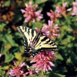 Poquito™ Lavender Agastache -BloomNest Shop poquito lavender agastache pollinator