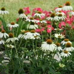PowWow® White Echinacea -BloomNest Shop pow wow white echinacea
