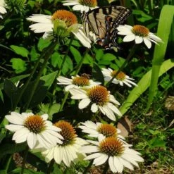 PowWow® White Echinacea -BloomNest Shop powwow white coneflower 1