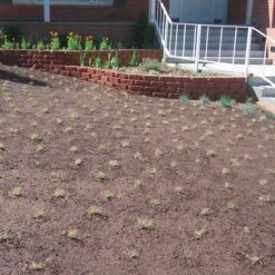 Prestige™ Buffalo Grass Plugs -BloomNest Shop prestige just planted plugs close 1