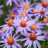 Professor Kippenberg New York Aster 2 Professor Kippenberg New York Aster -BloomNest Shop professor kippenberg aster