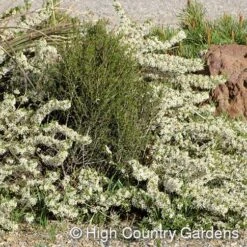 Pawnee Buttes® Sand Cherry (Prunus) -BloomNest Shop prunus besseyi pawnee buttes3 1