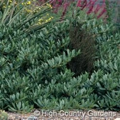Pawnee Buttes® Sand Cherry (Prunus) -BloomNest Shop prunus besseyi pawnee buttes4 1