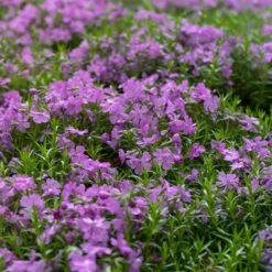 Purple Beauty Creeping Phlox -BloomNest Shop purple beauty creeping phlox groundcover 4